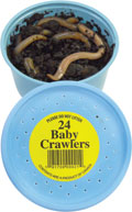 Baby Crawlers