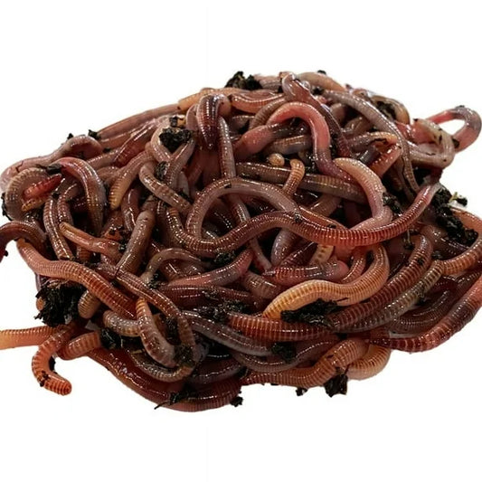 RedWorms