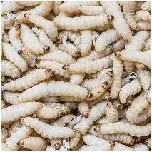 Wax Worms